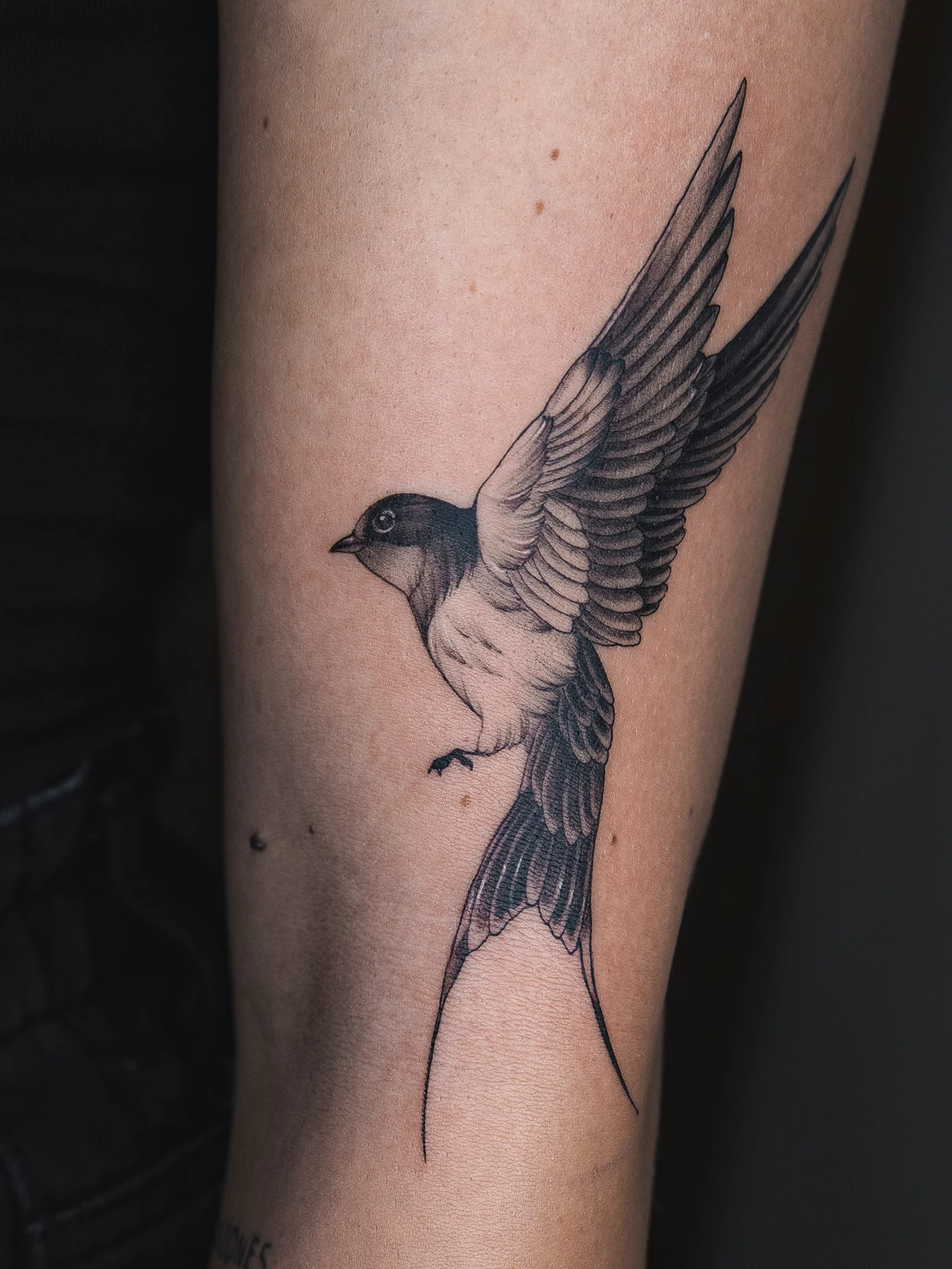 Tatuaje realista golondrina Mamba Negra